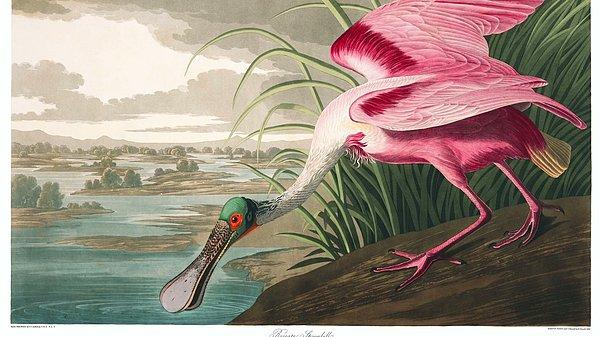 13. John James Audubon, yaşamı boyunca tam 435 kuşun suluboya resmini yaptı.