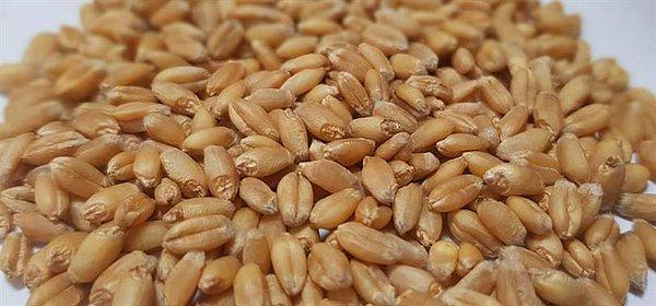 Dünya buğday ve mısır üretimi 2022'de artıyor