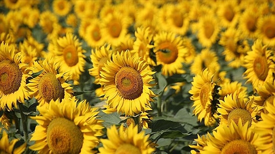 Yağlı Tohumlu Bitki Üretimine Hibe Desteği