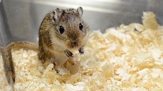 Doku Gençleştirme İşlemi Farelerde Denendi: Sonuçlar Umut Verici!