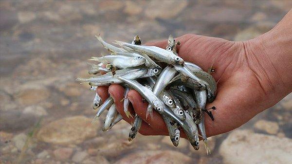 Gelelim Mart ayı balıklarına, martta en bol olan balıklardan biri gümüş balığıdır. Izgara tavası tercih edilir.