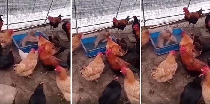 Bugünün Saçmalık Seviyesi: Köpek Dövüşü İzleyen Tavukların 'Ben Az Önce Ne İzledim?' Dedirten Anları