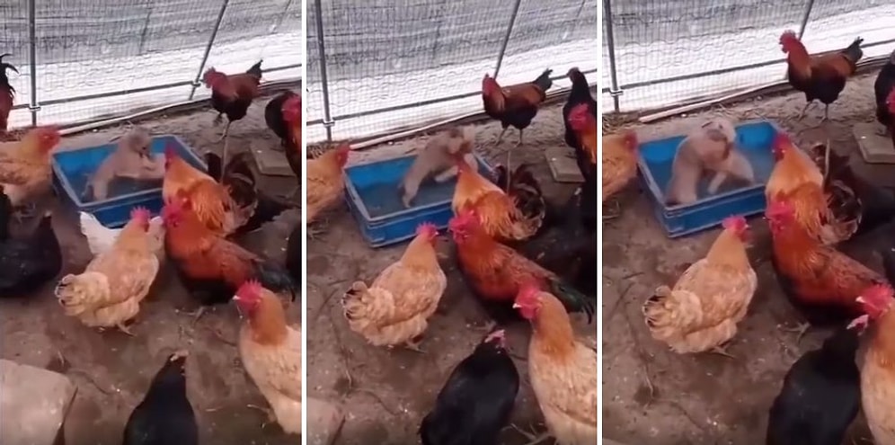 Bugünün Saçmalık Seviyesi: Köpek Dövüşü İzleyen Tavukların 'Ben Az Önce Ne İzledim?' Dedirten Anları