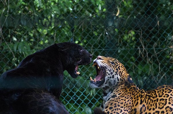 9. Siyah panterler aslında gerçek bir tür değil, hayvanların aşırı ölçüde siyah pigmentlenmesi anlamına gelen melanizmli jaguar ve leoparlardır.