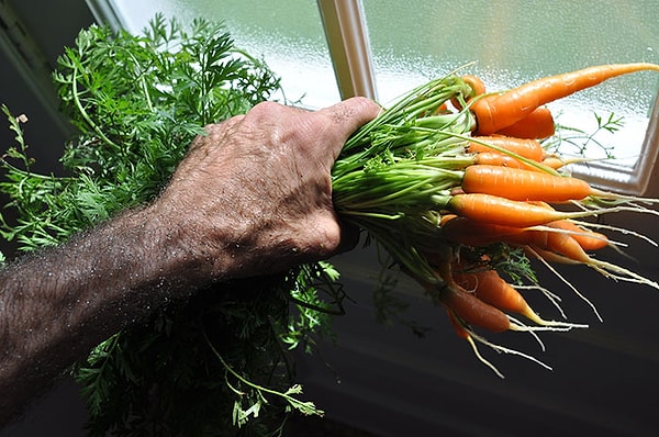 1. Недавно я поняла, что у меня аллергия на морковь. Я просто думала, что от них у всех онемеет рот, знаете, как от миндаля... А также недавно я узнала, что у меня аллергия на миндаль.