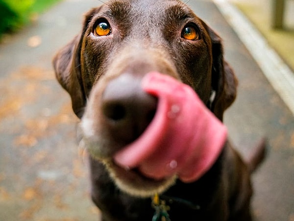 3. У моей подруги есть собака по кличке Диоуджи. Я как-то разговаривал с ее знакомой и сказал: «Мне нравится кличка Диоуджи, как она ее придумала?». Она рассмеялась и сказала: «Это D.O.G... так пишется собака на английском». Я до сих пор в шоке, это же гениально!