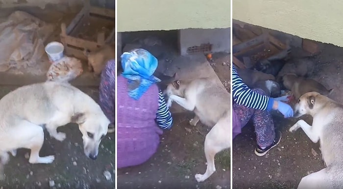 Yavrularını Besleyen Kadına Teşekkür Eden Anne Köpeğin İçinizi Isıtacak Görüntüleri