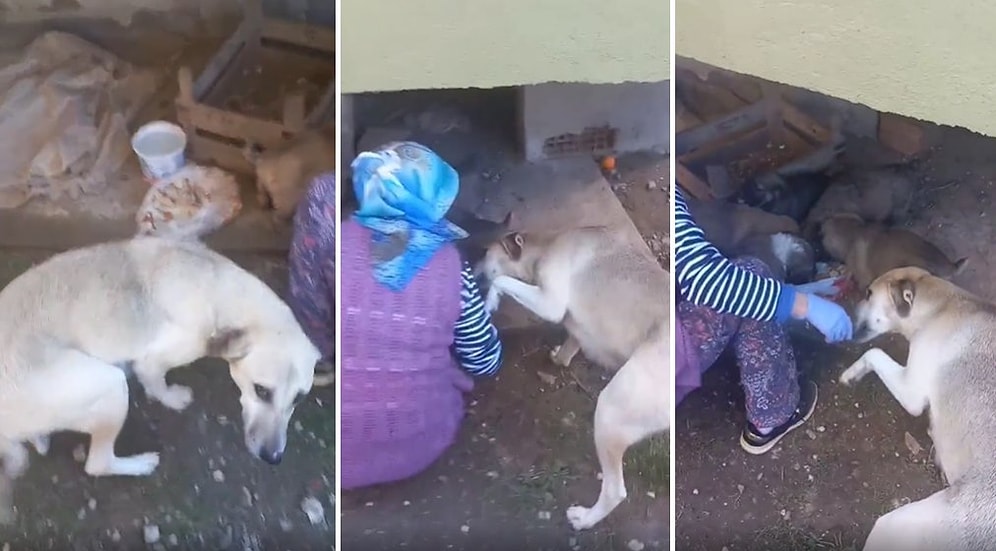 Yavrularını Besleyen Kadına Teşekkür Eden Anne Köpeğin İçinizi Isıtacak Görüntüleri