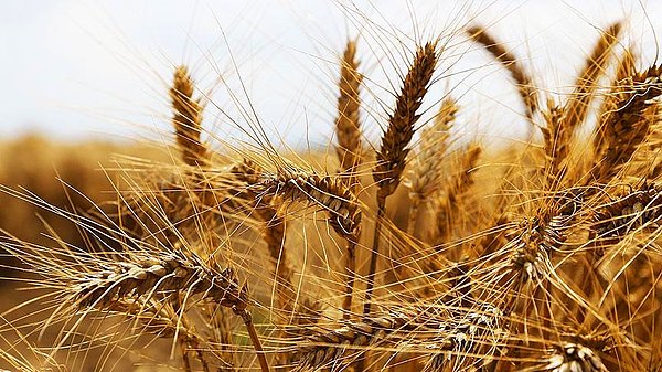 Buğdayda hasat umudu fiyatları düşürdü