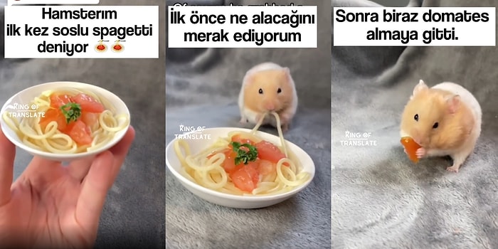 İnsan Dostunun Yaptığı Leziz Spagettiyi Afiyetle Yiyen Hamsterın Muhteşem Görüntüleri
