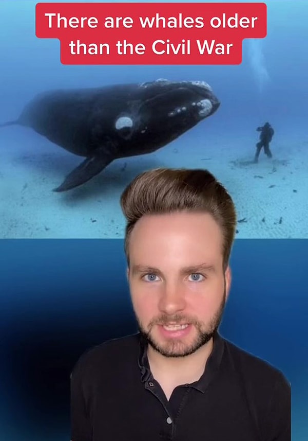 14. Гренландские киты могут жить более 200 лет, а это означает, что сегодня в океане, вероятно, есть киты, жившие во время Гражданской войны [1861–1865].