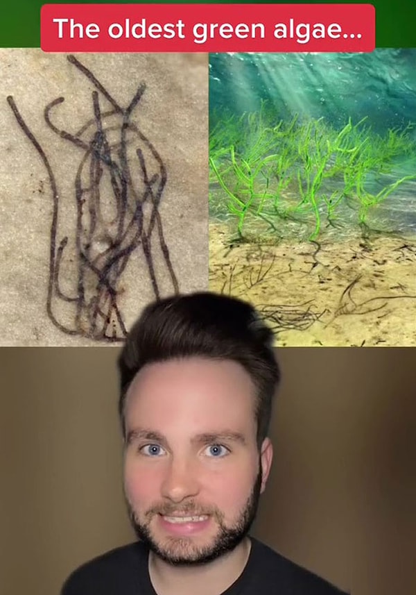 16. В 2020 году исследователи обнаружили окаменелости зеленых водорослей, существовавших 1 миллиард лет назад.