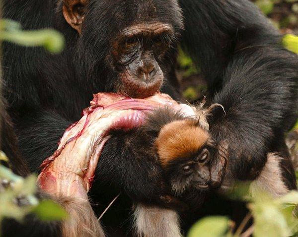 3. Kırmızı bir Colobus maymununu bir çırpıda yiyip bitiren ürkütücü şempanze: