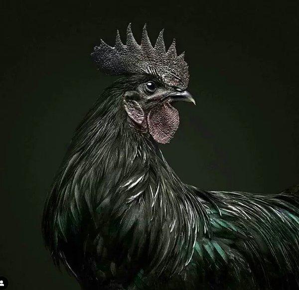 14. Ayam Cemani adlı bu tavuğun yalnızca dış görünüşü değil aynı zamanda iç organları ve kemikleri de siyah renktedir!