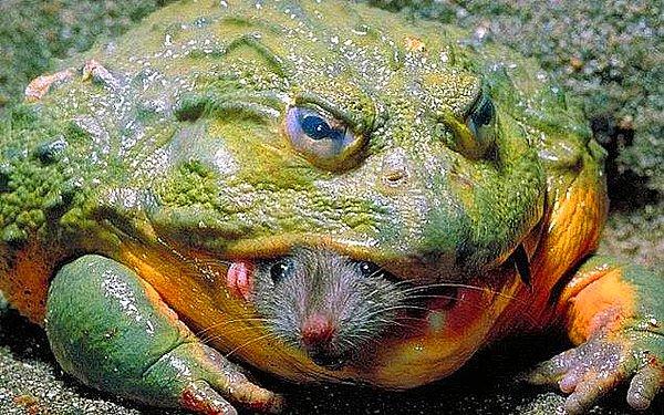 15. Bir fareyi canlı canlı yiyen Afrika boğa kurbağası: