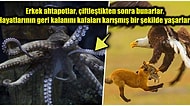 Doğanın Korkutucu Yüzünü İliklerinize Kadar Hissetmenize Sebep Olacak Birbirinden Ürkütücü 15 Yeni Fotoğraf