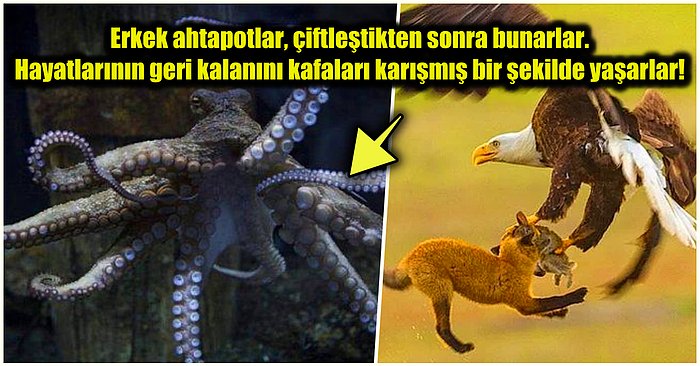 Doğanın Korkutucu Yüzünü İliklerinize Kadar Hissetmenize Sebep Olacak Birbirinden Ürkütücü 15 Yeni Fotoğraf