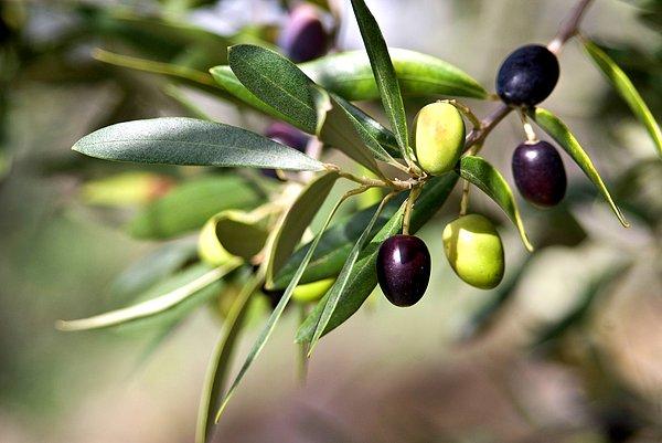 Akdeniz'in vazgeçilmez ürünü olan zeytin de bir meyve...