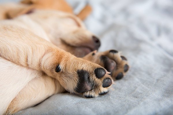 1. Köpek patilerinin mısır cipsi gibi koktuklarını biliyor muydunuz?