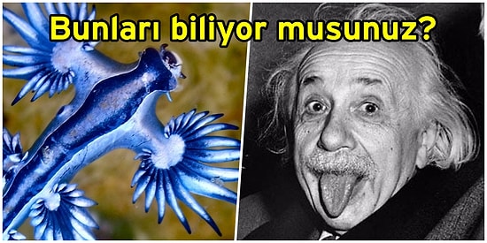 Okuyunca Küçük Çaplı Bir Şaşkınlık Geçireceğiniz Genel Kültür Yarışmalarından Fırlamış 17 İlginç Bilgi