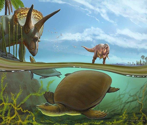 Kaplumbağalar dayanıklı canlılar ancak bu kadar dayanıklı olabilecekleri tahmin edilmemişti.