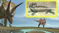 Dinozorların Yok Olduğu Meteor Olayından Sağ Kurtulan Kaplumbağa Türü Keşfedildi!