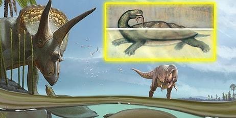 Dinozorların Yok Olduğu Meteor Olayından Sağ Kurtulan Kaplumbağa Türü Keşfedildi!