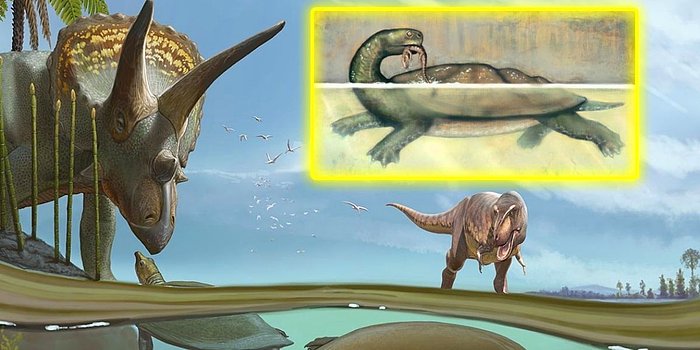 Dinozorların Yok Olduğu Meteor Olayından Sağ Kurtulan Kaplumbağa Türü Keşfedildi!