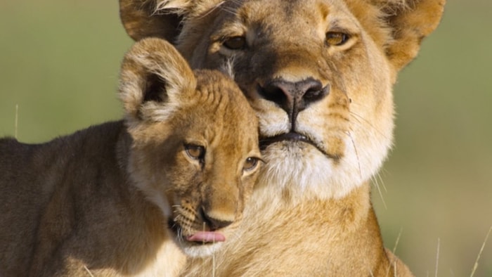 Nature Docu-series ‘Animal’ Comes Back On Netflix For Season Two On March 2022