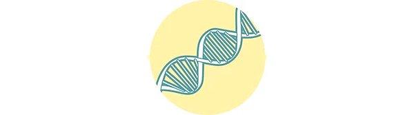 1. Adım: Mutasyonlar yaşanıp biriktikten DNA'mız kararsızlaşır.