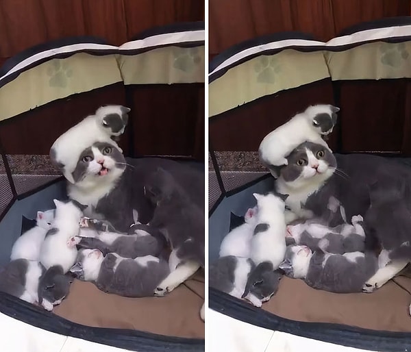 3. Радость материнства