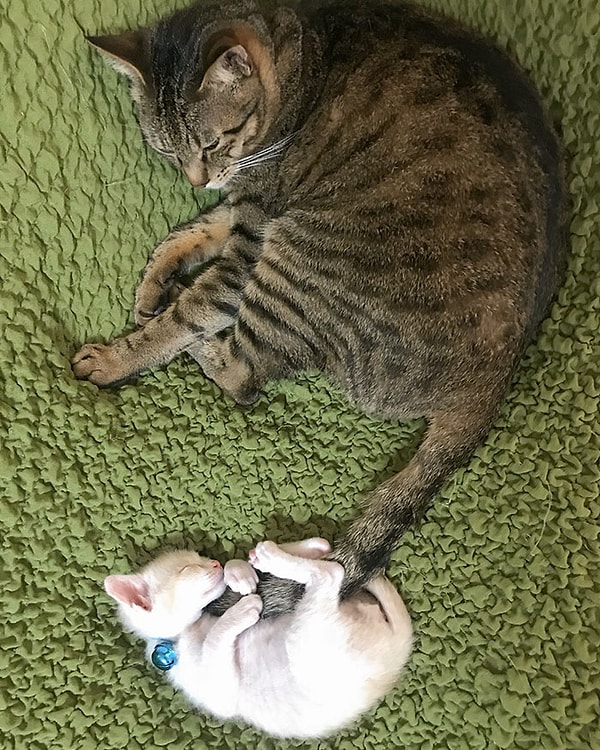 4. Хвост мамы