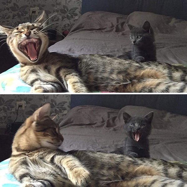 5. Эксперт по имитации