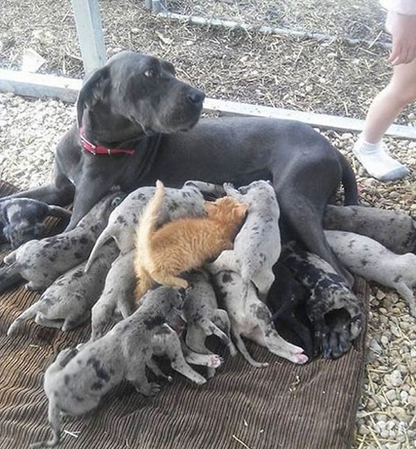 18. Под прикрытием