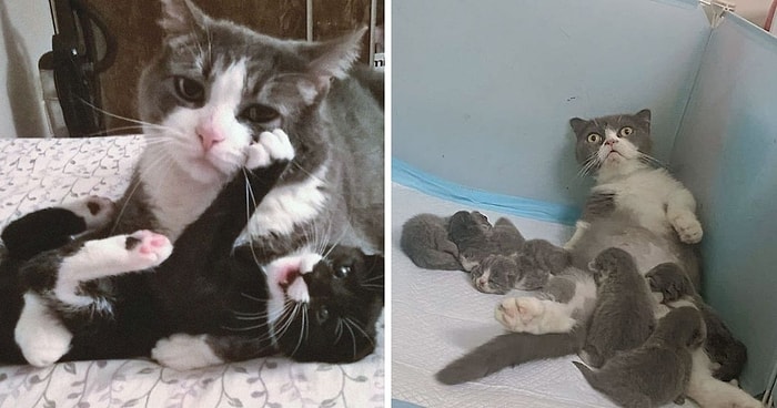 20 смешных и забавных моментов воспитания животных