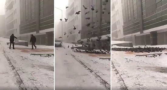 Kardan Dolayı Yiyecek Bulamayan Kuşlar İçin Yem Döken Güzel İnsanlar