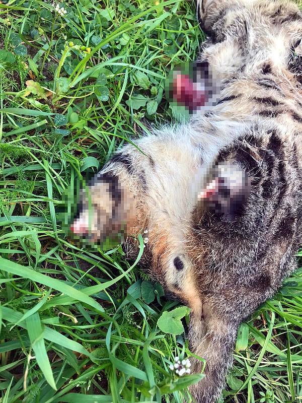 Geçen 17 ve 18 Kasım'da da birer kedi daha 4 bacağı kesilmiş olarak ölü bulundu.