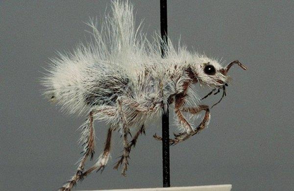 11. Kadife şeytanarabası karıncası (Dasymutilla gloriosa)