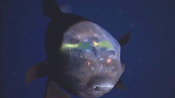 13. Pasifik fıçı gözlü balığı (Macropinna microstoma)