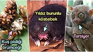 Deniz Tabanından Kuru Otlarla Dolu Çayırlara Dünyanın En Tuhaf 17 Hayvanı