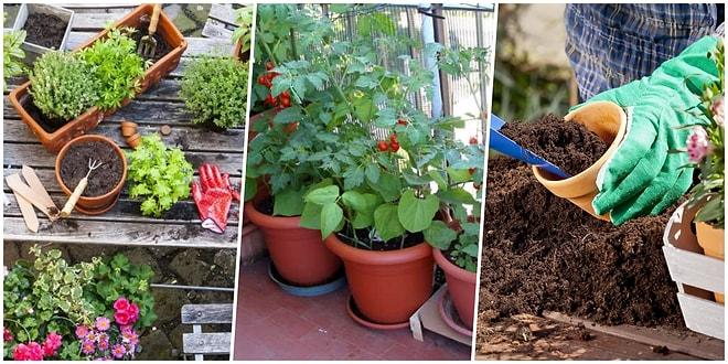 Marketlere Para Vermeye Son! Kendi Sebze Bahçenizi Yapmak İster misiniz?