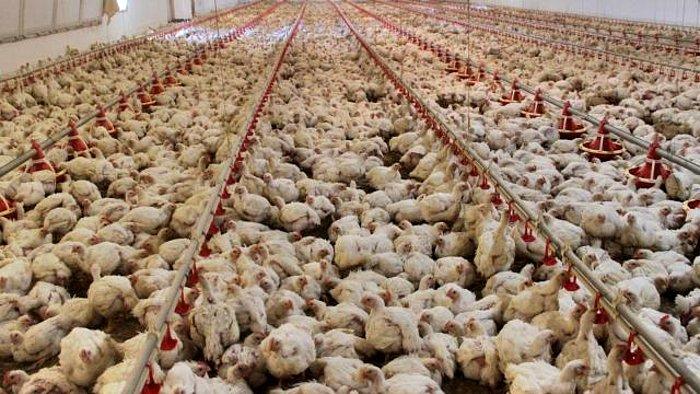 ABD'de Kuş Gribi Alarmı: 2,7 Milyon Tavuk İtlaf Edilecek