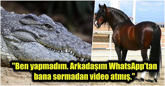 Timsah ve At ile Cinsel İlişkiye Giren 47 Yaşındaki İğrenç Adamın Görüntüleri Hakimin Kanını Dondurdu!