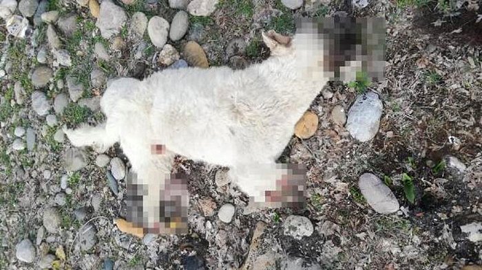 Bir Hayvan Katliamı Daha: Bacakları Kesilmiş Bir Köpek Ölüsü Bulundu