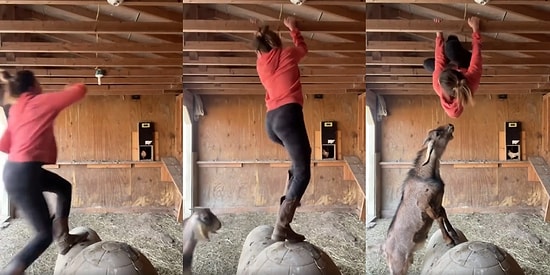 Adrenalin Tavan Yaptı: Kendisini Kovalayan Keçiden Kaçarken Spiderman'e Dönüşen Kadın