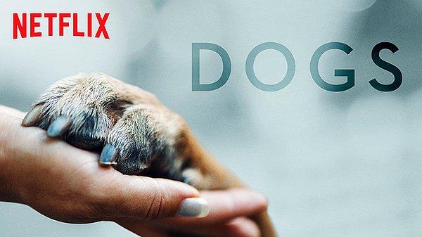 9. Dogs / Köpekler (2018) - IMDb: 8.0