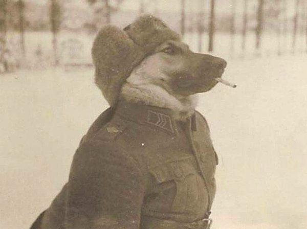 17. 2. Dünya Savaşı'nda Finlandiyalı bir askeri köpek 😂