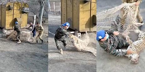 Türkmenistan'da Yerleşim Alanına İnen Kar Leoparı Kendisini Yakalamak İsteyen Askeri Isırdı