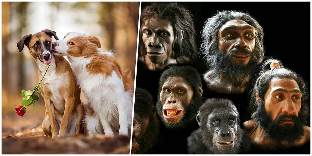 Hayvan Türlerinin Çiftleşme Dönemleri Varken İnsanların Neden Böyle Bir Dönemi Yoktur?