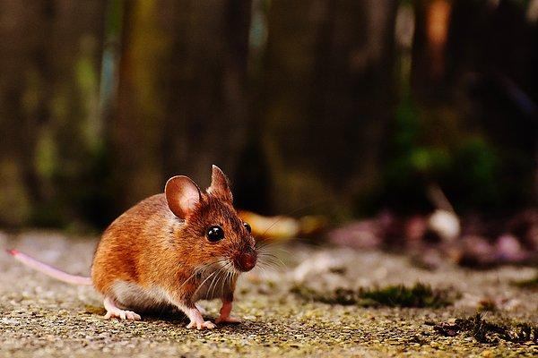 ABD’deki Florida Atlantik Üniversitesi'nden araştırmacıların yaptığı deneyde farelerin, bir nesnenin fotoğrafı ve kendisi arasındaki doğal farkı algıladığı teyit edildi.